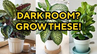 Top 30 Low Light Houseplants For Dark Rooms (These Don’t Die)