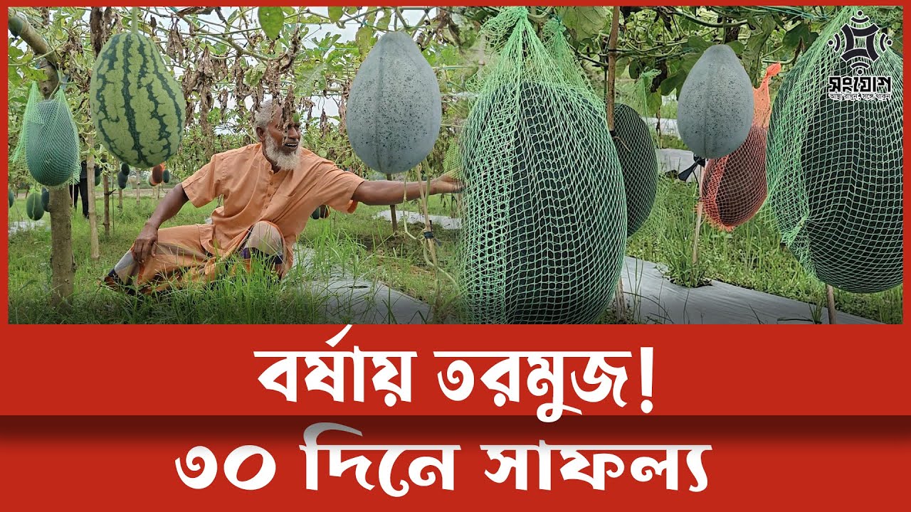 বর্ষায় তরমুজ চাষে ৩০ দিনে সাফল্যের রহস্য!