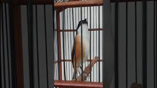 Download lagu Long-tailed Shrike Has an Incredible Voice! mp3 Download lagu Long-tailed Shrike Has an Incredible Voice! mp3