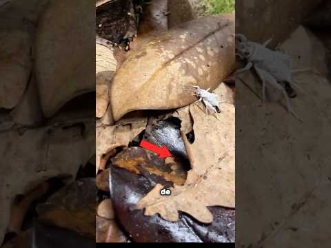 Es imposible que veas al depredador tiene el mejor disfraz