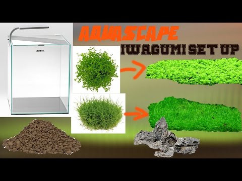 Iwagumi Aquascaping Set Up - Aquascape einrichten