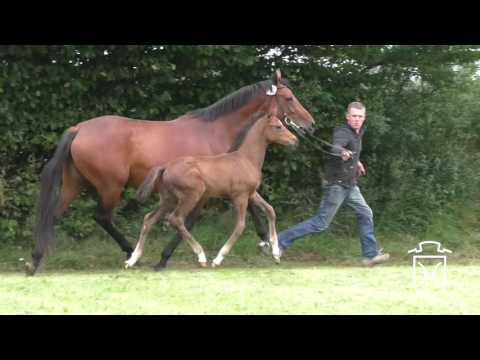 SL063 Hengstfohlen von Numero Uno - Cardino - Exorbitant xx