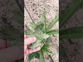 Treating Aphids in the Garden! #gardening #growhoss #growyourownfood #shorts #youtube