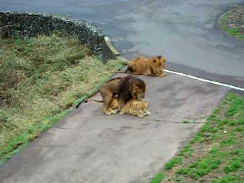 攻撃的な黒ライオン！Black Lions' Pride, Mating and Attacking