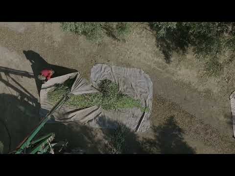 Video 3 Experiencia Inmersiva Cata Aceite de Oliva Things to do Córdoba.