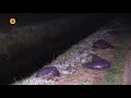 Massale dumping hennepafval in Vught