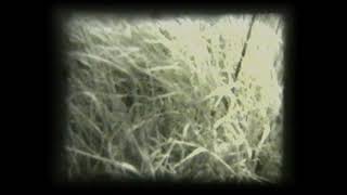 Milos Sejn: GRASS 1967–1970–1993