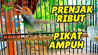 Download lagu Prenjak Gacor Ngotot Cepat Pikat Bunyi Prenjak Bahan Bakalan IKUTAN NYAUT mp3 Download lagu Prenjak Gacor Ngotot Cepat Pikat Bunyi Prenjak Bahan Bakalan IKUTAN NYAUT mp3