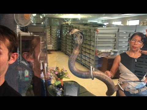 TDW 1622 - This Snake HATES Selfies