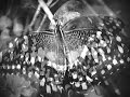 The Brian Jonestown Massacre - Goodbye ...