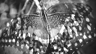 The Brian Jonestown Massacre - Goodbye (Butterfly)