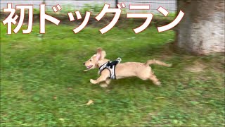 初ドッグラン！走れ！しずく！