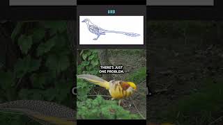 Feathered Dinosaur or Ordinary Bird?