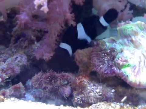 Are my Clownfish Spawning?