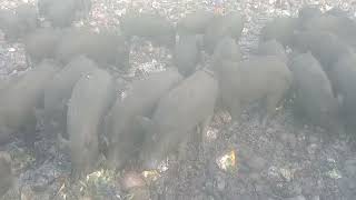 pig eating in open field | wild boar | pig grazing animals maroon maroon 5#shorts