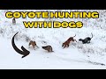 Coyote Hunting With Dogs 3 Coyote Day