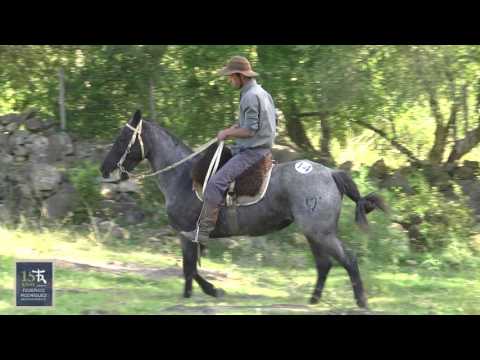 Criollos de Hierro 2016 - LOTE 14