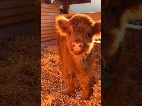 , title : 'Is this the WORLDS Cutest COW 😱 | Wholesome Animals'