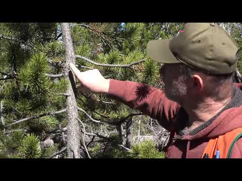 Lodgepole Pine Dwarf Mistletoe
