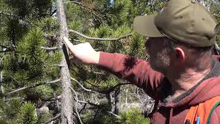 Lodgepole pine dwarf mistletoe