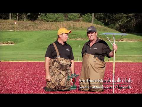 Southers Marsh Cranberry Sharks