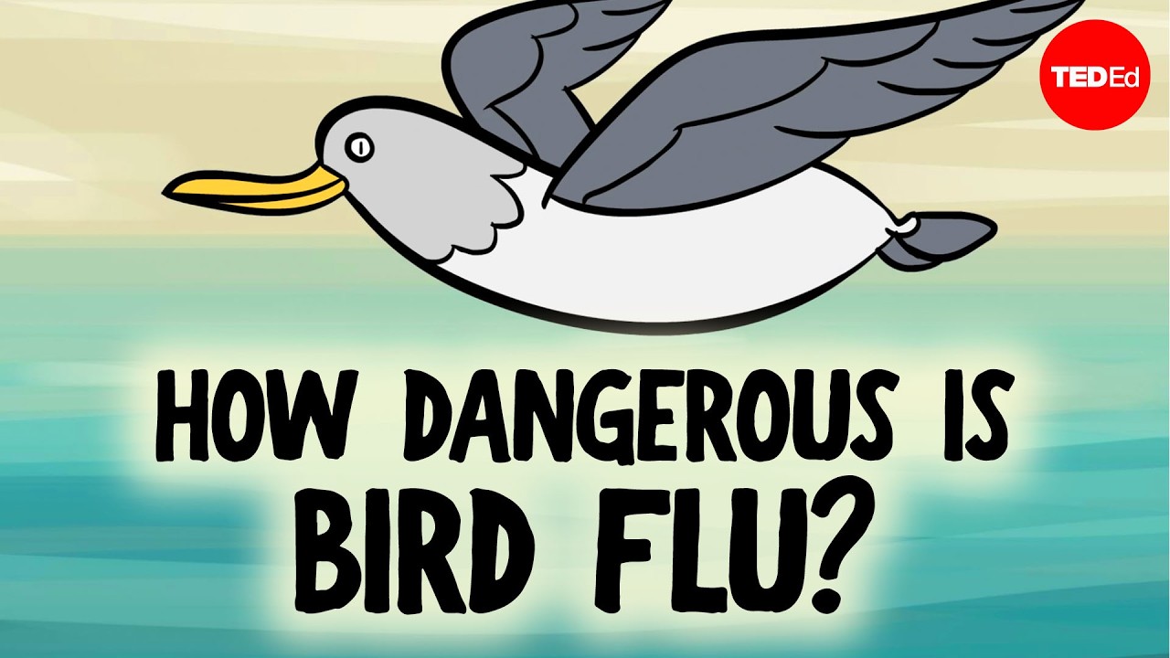 Everything you need to know about bird flu - Benjamin Anderson