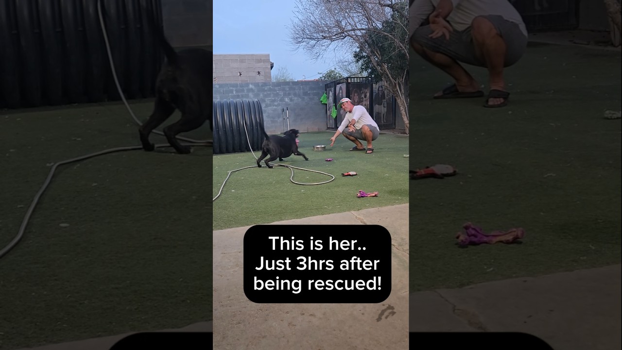 Enlarge Sally, a ADOPTABLE mixed breed in Phoenix, AZ video 3/4
