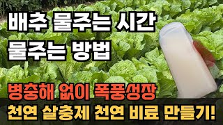 배추 정식후 물주기 물주는 시간 방법 배추 천연살충제 천연비료 만들기