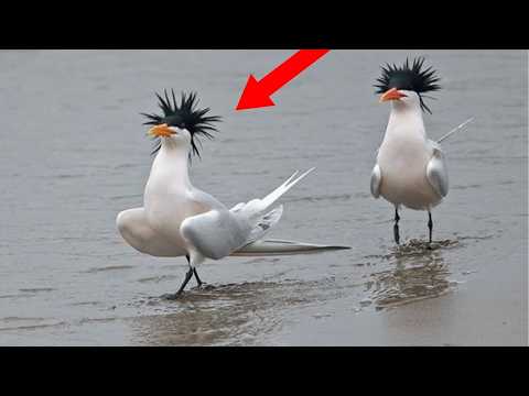 Funniest Birds Around the World😁there's absolutely NOTHING MORE FUNNY!