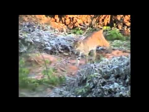 Rare Bobcat Video