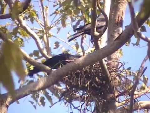 The nest of  House Crow in breeding season