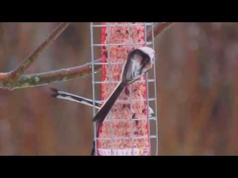 Pyrstötiainen, Aegithalos caudatus