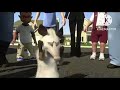 Over The Hedge Trailer Instrumental