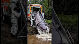 Download lagu Mancing ikan terbesar di dunia #mancingliar #mancinglele #mancing #leleterbesar #bolang mp3 Download lagu Mancing ikan terbesar di dunia #mancingliar #mancinglele #mancing #leleterbesar #bolang mp3