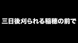 三日後刈られる稲穂の前で