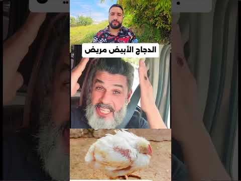 الدجاج الأبيض مريض #اكسبلور #مثقفون #دويتو #تيك_توك #العريفي #وهراني #ترند #duet