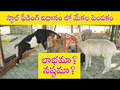 , title : 'స్టాల్ ఫీడింగ్ విధానం లో మేకల పెంపకం - లాభమా? నష్టమా? | Goat Farming  in Telugu | Stall Feeding'