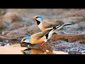 Long Tailed Finch தமிழ் பின்ச்ஸ் Finches Exotic Finches Shaft Tail Long Ta