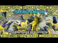 ANTI ZONK Suara Pikat Burung Sogon Liar Paling Ampuh