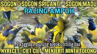 Download lagu ANTI ZONK!! Suara Pikat Burung Sogon Liar Paling Ampuh mp3