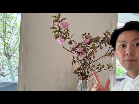 八重桜を活けてみた