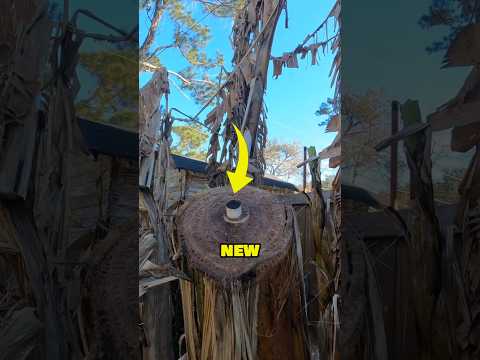 A Banana will never grow again - Banana Tree Cutting Explained 🤯