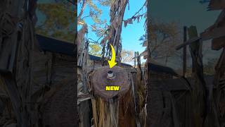 A Banana will never grow again - Banana Tree Cutting Explained 🤯