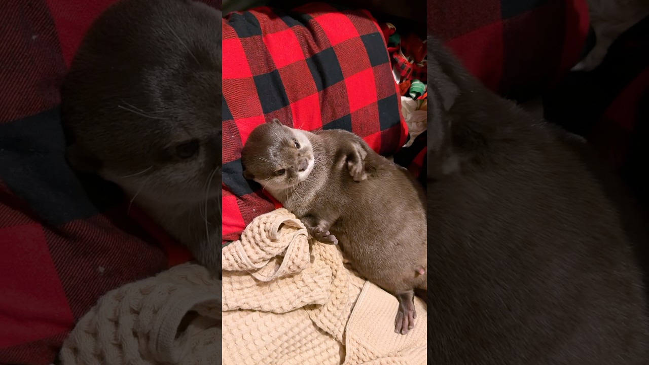 休日のおっさんなカワウソコタロー