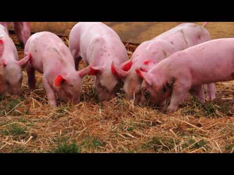 Countdown  and ethical pig farmers - Patoa Farm