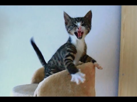 Kitten Spits - Mini Compilation