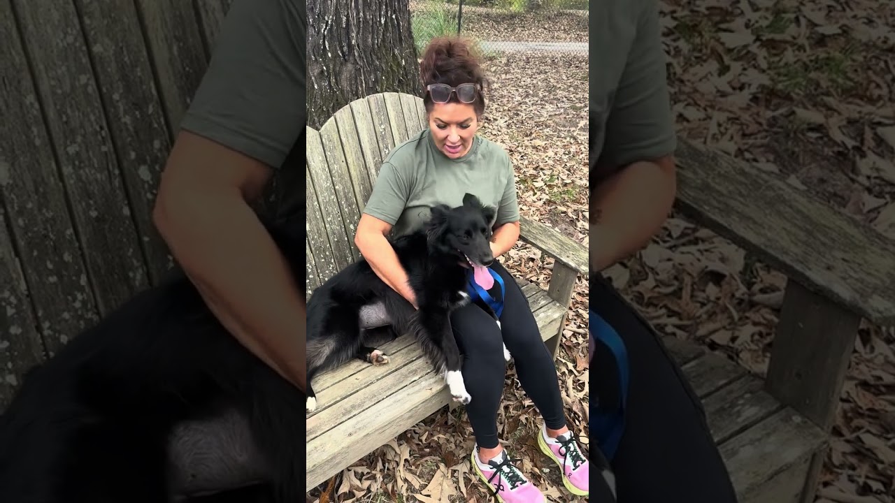 Sally, an adopted mixed breed in Warwick, RI video 1/6