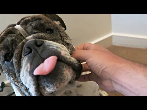 Happy Birthday Harvey!