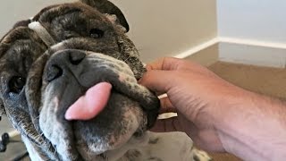 Happy Birthday Harvey!