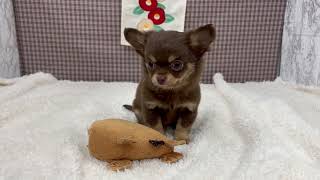 チワワ(ロング)の動画01